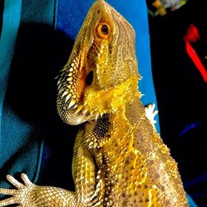 Meet your Posher, Dominick